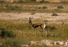 Gazelle Dorcas, Gazella Dorcas, Désert , Israel