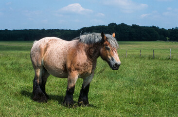 Cheval Ardennais, cheval de trait