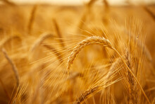 Wheat Grain Ear And Rye Field On Yellow Sunset Sky Background.