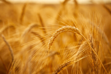 Wheat grain ear and rye field on yellow sunset sky background.