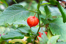 Red Chinese Lantern (Physalis Franchetii) Plant In The Forest. Branch Of Physalis On Green Leaves Background.