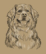 Bernese mountain dog vector hand drawing vector brown