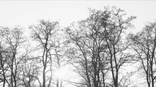 Black And White 4k Stock Video Footage Of Bare Leafless Branches Of Many Old Autumn Trees Growing Outdoor Isolated On Clear Sunny Sunset White Sky Background With Sunshine Behind Trunks And Twigs