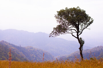 The scenery of the big tree in the forest alone