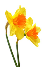 Bouquet Of Yellow Daffodils Flowers Isolated On White Background. Flat Lay, Top View
