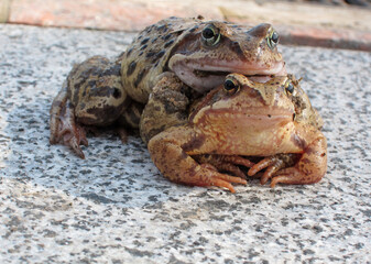 Two frogs mate in spring on a stone background. Wild Nature sketch