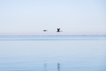 Two Pelican Flying Over The Ocean