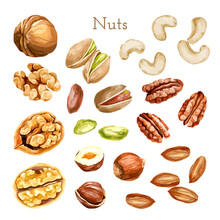 Watercolor Nut Collection. Different Types Of Nuts