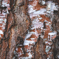 Wall Mural - birch bark pattern, tree skin damages