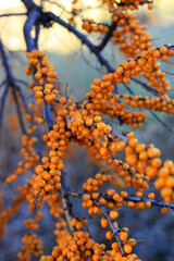 Canvas Print - branch of sea buckthorn with bright ripe berries