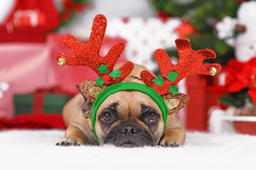 Wall Mural - Reindeer Christmas costume dog. Cute French Bulldog wearing antlers in front of seasonal decoration