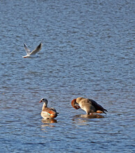 Two Egyptian Geese Standing And Preening In Swallow Water.  A Seagull Is Flying Over