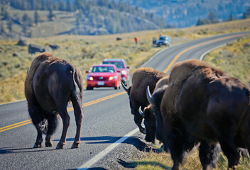 buffalo crossing road in yellowstone national park, us