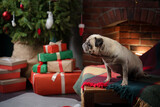 Fototapeta Psy - dog by the fireplace. Cute pug in festive interiors. pet by the Christmas tree. Holiday pet