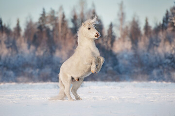 Wall Mural - Beautiful white pony rearing up in the field in winter