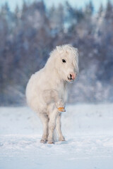 Wall Mural - Beautiful white pony playing outdoors in winter