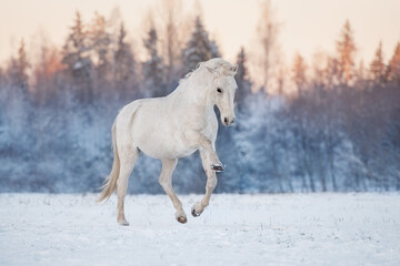 Wall Mural - Beautiful white horse playing in the field in winter