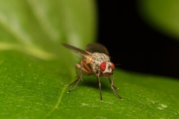 Wall Mural - housefly with red eyes on a leaf