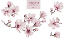 Vector Flowers Set With Magnolia Flowers. Isolated Elements With Magnolia Flowers, Brunches And Leaves.