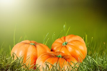 Canvas Print - Ripe big pumpkin on grass background. Autumn concept with pumpkin.