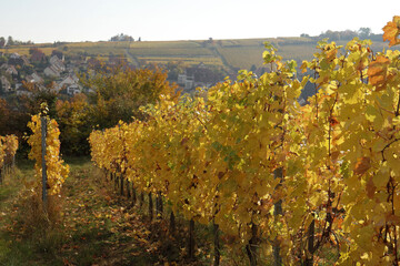 Wall Mural - Vignes