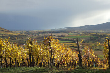 Canvas Print - Vignes