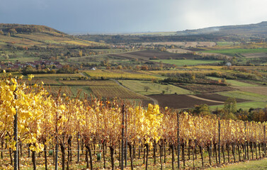 Canvas Print - Vignes