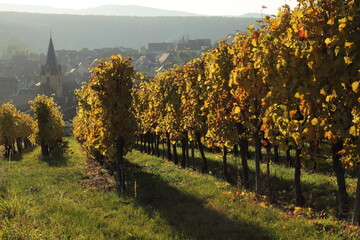 Canvas Print - Vignes