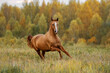 Beautiful red horse running in the field in autumn. Don breed horse.