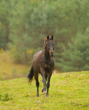 Fototapeta Konie - bay colored horse free running in green pasture field healthy horse with ears forward running towards the camera with no tack vertical format with room for type or masthead green trees in background 