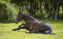 Horse Lying Down In Green Pasture Field Trying To Get Up After Rolling Possible Signs Of Horse Colic Horizontal Format Of Horse Laying Down Attempting To Stand Up Bay Colored Or Dark Brown Horse 