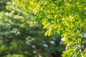 Blur green bokeh light outdoor natural garden, Green natural garden Blur background.  