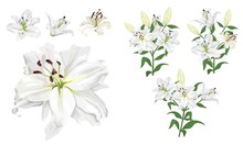 Vector Flower Set. Royal White Lilies, Branches With Flowers And Leaves, Buds. Flowers On A White Background.