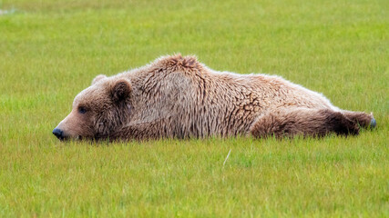 Wall Mural - alaska peninsula brown bear or coastal brown bear in the rain