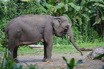 Wall Mural - The Sumatran elephant, Elephas maximus sumatranus is  recognized subspecies of the Asian elephant, and native to the Indonesian island of Sumatra and in general, Asian elephants are smaller than Afric