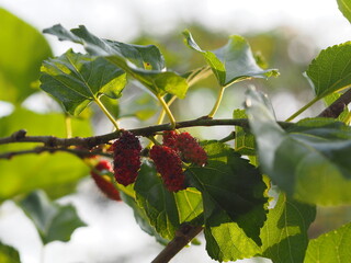 Wall Mural - red currant bush