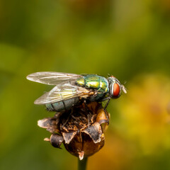 Wall Mural - Extreme close up shot of fly on a plant