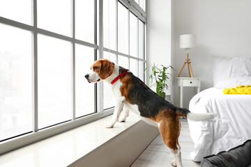 Wall Mural - Cute Beagle dog near window at home