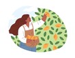 Woman farmer picking lemons in orchard. Person collecting citrus fruit harvest into basket on summer holidays. Female in southern local garden. Flat vector illustration isolated on white background