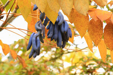 Decaisnea Fargesii, Blue Sausage Fruit, Lardizabalaceae Family. West China
