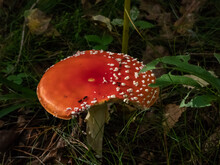 Big, Red Poisonous Mushroom Fly Agaric (Amanita Muscaria) Mushroom With White Warts And Visible White Veil In A Forest Surrounded With Green Grass Dry Leaves And Moss On Forest Ground