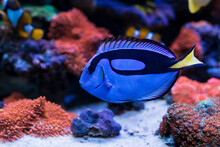 Paracanthurus Hepatus, Blue Tang  In Home Coral Reef Aquarium. Selective Focus.