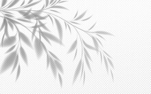 Realistic Transparent Shadow Of A Bamboo Branch With Leaves Isolated On A Transparent Background. Vector Illustration