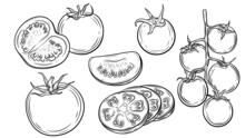 Set Of Line Art Vector Illustration Of Tomatoes, Sliced Tomatoes, Cherry Tomatoes, Tomato Vines 