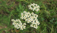 White Yarrow Flowers In The Field On Green Grass Background