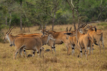 Common Eland - Taurotragus Oryx, Large Rare Antelope From African Bushes And Savannah, Lake Mburo National Park, Uganda.