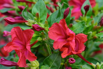 Canvas Print - Red Mirabilis Jalapa flower, also known as Marvel of Peru or Four O'Clock Flower with blurry green leaves background