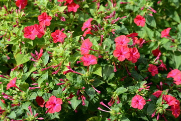 Canvas Print - Red Mirabilis Jalapa flower, also known as Marvel of Peru or Four O'Clock Flower with blurry green leaves background