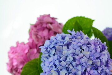 Canvas Print - Beautiful flower of hydrangea isolated on a white background