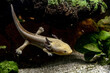 Axolotl amphibian aquatic animal underwater